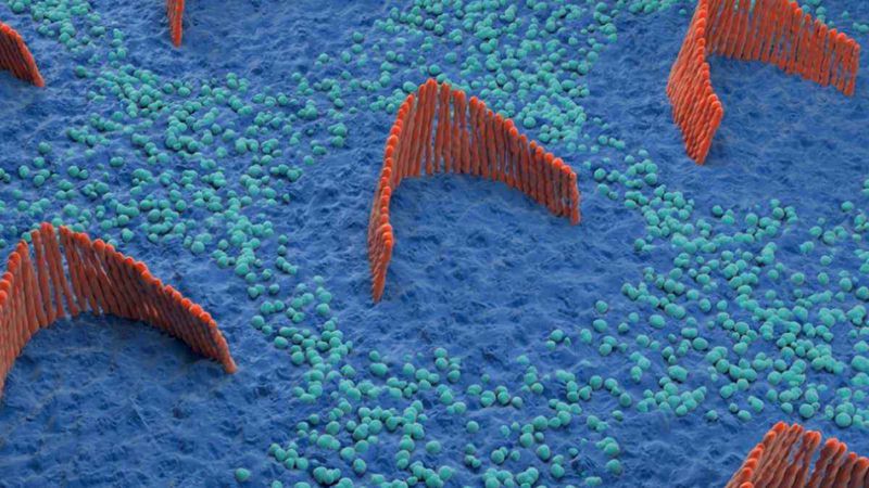 Hair cells are tiny structures that are tuned to sound vibrations within the cochlea, the spiral-shaped part of our inner ear responsible for hearing. The hair cells are arranged in bundles like those shown here and bathed by endolymphatic fluid which, under normal circumstances, keeps them functioning properly and acts as a medium for the transmission of sound waves from the eardrum and middle ear.