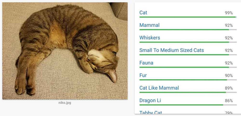 Cat Photo and Google Vision