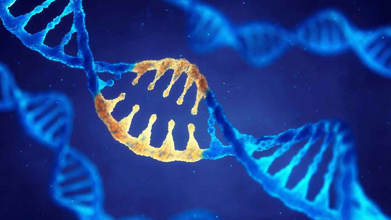 Otosclerosis Gene