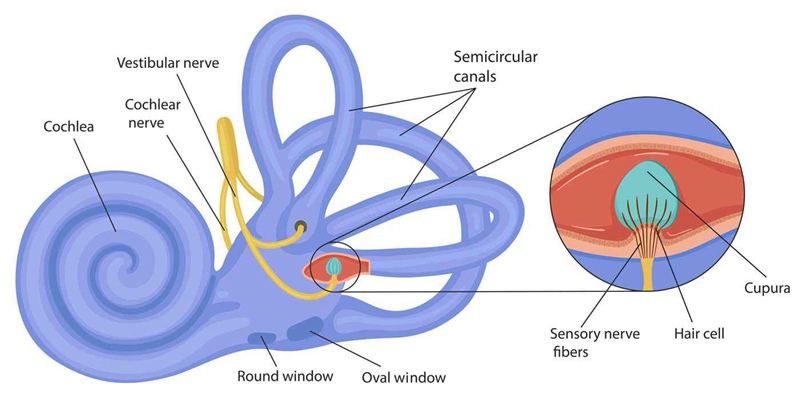 The inner ear has two main parts: the hearing organ (cochlea) and the balance organ (semicircular canals). Research shows both can be negatively affected by cardiovascular issues and diabetes.